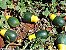 Abóbora Brasileirinha - Cucurbita maxima - 10 Sementes - Imagem 8