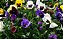 Amor Perfeito Sortido Gigante Suíço - Viola tricolor: 15 Sementes - Imagem 5