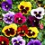 Amor Perfeito Sortido Gigante Suíço - Viola tricolor: 15 Sementes - Imagem 1