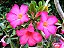 Adenium (Rosa do Deserto): 5 Sementes - Imagem 8