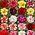 Adenium (Rosa do Deserto): 5 Sementes - Imagem 1