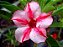 Adenium (Rosa do Deserto): 5 Sementes - Imagem 10