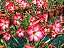 Adenium (Rosa do Deserto): 5 Sementes - Imagem 5