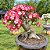 Adenium (Rosa do Deserto): 5 Sementes - Imagem 2