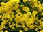 Alyssum Amarela - Aurinia saxatilis: 20 Sementes - Imagem 6