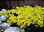 Alyssum Amarela - Aurinia saxatilis: 20 Sementes - Imagem 5