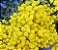 Alyssum Amarela - Aurinia saxatilis: 20 Sementes - Imagem 9