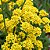 Alyssum Amarela - Aurinia saxatilis: 20 Sementes - Imagem 2