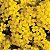Alyssum Amarela - Aurinia saxatilis: 20 Sementes - Imagem 7