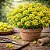 Alyssum Amarela - Aurinia saxatilis: 20 Sementes - Imagem 1