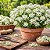 Alyssum Branco - Lobularia maritima: 20 Sementes - Imagem 1