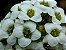 Alyssum Branco - Lobularia maritima: 20 Sementes - Imagem 3