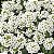 Alyssum Branco - Lobularia maritima: 20 Sementes - Imagem 4