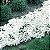 Alyssum Branco - Lobularia maritima: 20 Sementes - Imagem 1