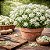Alyssum Branco - Lobularia maritima: 20 Sementes - Imagem 1