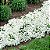 Alyssum Branco - Lobularia maritima: 20 Sementes - Imagem 2