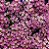 Alyssum Rosa: 20 Sementes - Imagem 5