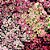 Alyssum Rosa: 20 Sementes - Imagem 6