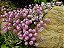 Alyssum Rosa: 20 Sementes - Imagem 7