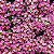Alyssum Rosa: 20 Sementes - Imagem 2