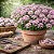 Alyssum Rosa: 20 Sementes - Imagem 1