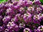 Alyssum Violeta: 20 Sementes - Imagem 6