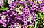 Alyssum Violeta: 20 Sementes - Imagem 9