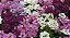 Alyssum Violeta: 20 Sementes - Imagem 3