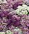 Alyssum Violeta: 20 Sementes - Imagem 5