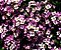 Alyssum Violeta: 20 Sementes - Imagem 8
