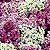 Alyssum Violeta: 20 Sementes - Imagem 2