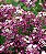 Alyssum Violeta: 20 Sementes - Imagem 4