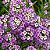 Alyssum Violeta: 20 Sementes - Imagem 2