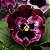 Amor Perfeito Crespo Sortido - Viola tricolor - 15 Sementes - Imagem 8