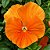 Amor Perfeito Laranja Gigante Suíço - Viola Wittrockiana: 15 Sementes - Imagem 1
