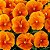 Amor Perfeito Laranja Gigante Suíço - Viola Wittrockiana: 15 Sementes - Imagem 2