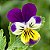 Amor Perfeito Mini Scotch Sortido - Viola cornuta: 15 Sementes - Imagem 2