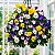 Amor Perfeito Mini Scotch Sortido - Viola cornuta: 15 Sementes - Imagem 1
