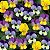 Amor Perfeito Mini Scotch Sortido -Viola cornuta - 15 Sementes - Imagem 5