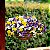 Amor Perfeito Mini Scotch Sortido - Viola cornuta: 15 Sementes - Imagem 4