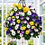 Amor Perfeito Mini Scotch Sortido - Viola cornuta: 15 Sementes - Imagem 1