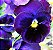 Amor Perfeito Roxo Gigante Suíço - Viola tricolor - 15 Sementes - Imagem 6