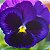 Amor Perfeito Roxo Gigante Suíço - Viola tricolor - 15 Sementes - Imagem 1