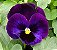 Amor Perfeito Roxo Gigante Suíço - Viola tricolor - 15 Sementes - Imagem 5