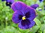 Amor Perfeito Roxo Gigante Suíço - Viola tricolor: 15 Sementes - Imagem 2