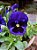 Amor Perfeito Roxo Gigante Suíço - Viola tricolor: 15 Sementes - Imagem 4