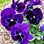 Amor Perfeito Roxo Gigante Suíço - Viola tricolor: 15 Sementes - Imagem 2