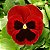 Amor Perfeito Vermelho Gigante Suíço -Viola tricolor - 15 Sementes - Imagem 1