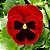 Amor Perfeito Vermelho Gigante Suíço -Viola tricolor: 15 Sementes - Imagem 1