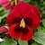 Amor Perfeito Vermelho Gigante Suíço -Viola tricolor: 15 Sementes - Imagem 2